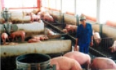 Quế Võ: 123 HTX dịch vụ nông nghiệp đạt tổng doanh thu hơn 7 tỷ đồng/ năm; 114 mô hình kinh tế trang trại giải quyết việc làm cho hơn 300 lao động