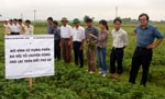 Sử dụng phân đa yếu tố chuyên dùng: Năng suất lạc tăng 22,5%
