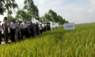 Khuyến khích sử dụng phân bón đa yếu tố chuyên dùng cho cây lúa trên đất phù sa