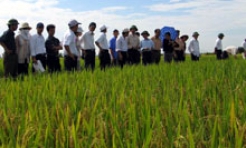 Triển vọng giống lúa N46