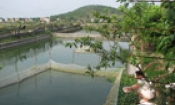 Cần tiếp tục phát triển kinh tế trang trại