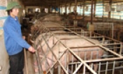 Biogas - Giải pháp khắc phục ô nhiễm môi trường từ chăn nuôi