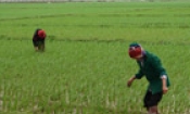 Sở Nông nghiệp và phát triển nông thôn: Sơ kết sản xuất vụ mùa; Triển khai kế hoạch sản xuất vụ đông