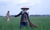 Yên Phong nỗ lực cho vụ mùa bội thu