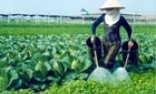 Yên Phong mở rộng diện tích cánh đồng thu nhập cao