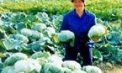 Tập trung cao nhất cho sản xuất vụ đông 2007-2008