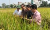 Đánh giá kết quả sản xuất giống lúa lai mới