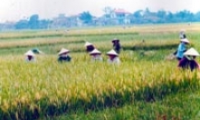 Ruộng đồng những ngày chuyển vụ