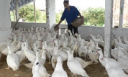 Chủ động phòng, chống dịch bệnh gia súc, gia cầm