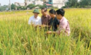 Tìm hướng đi thích hợp cho nông nghiệp Bắc Ninh