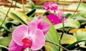 Hoa Phong lan mùa xuân
