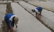 Tiên Du khắc phục khó khăn trong sản xuất nông nghiệp