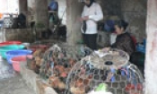 Vẫn chủ quan trước dịch cúm gia cầm