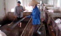 Trăn trở chất lượng giống vật nuôi
