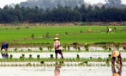 Toàn tỉnh: 90% diện tích lúa xuân cấy trong khung thời vụ