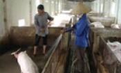 Trăn trở chất lượng giống vật nuôi