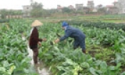 Ngang Nội sản xuất rau an toàn