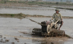 Đua với thời vụ