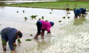 Toàn tỉnh: Mỗi ngày gieo cấy 2.000 ha lúa xuân; Hoàn thành 80,6% kế hoạch gieo trồng rau màu vụ xuân