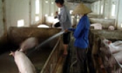 Chuyển biến trong chăn nuôi ở Quế Võ