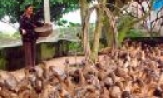 Tăng cường biện pháp phòng, chống bệnh tai xanh ở lợn và cúm gia cầm