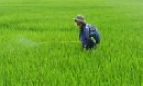 Tập trung phòng trừ rầy nâu, sâu đục thân 2 chấm hại lúa xuân cuối vụ