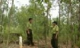 Góp phần giữ gìn màu xanh cho đất nước