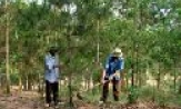 Phát triển rừng gắn với nhân rộng mô hình kinh tế vườn đồi