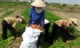 Thành phố Bắc Ninh: Chăm sóc 3.500 ha lúa, rau màu vụ xuân