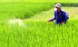 Triển vọng lúa lai vụ xuân