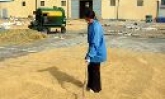 Giá thóc giống cho vụ mùa tăng cao