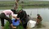 Toàn tỉnh: *Sản lượng thuỷ sản ước đạt 11.800 tấn;Trồng 730 nghìn cây phân tán