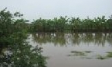 Triển khai các biện pháp phòng, chống bão lũ, nắng nóng và hạn hán bảo vệ sản xuất thủy sản