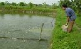 Phong trào sản xuất kinh doanh giỏi ở Hội Nông dân Lương Tài 