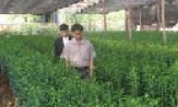 Nhân rộng mô hình sản xuất hoa theo phương pháp công nghiệp