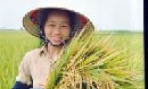 Năng suất lúa xuân ước đạt 61 tạ/ha