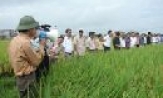 Giống lúa Lai D. ưu 6511 đạt năng suất 77,8- 80,8 tạ/ha