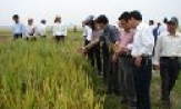 Nhân Hòa chuyển đổi cơ cấu cây trồng