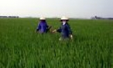 Tiên Du: Phấn đấu năng suất lúa mùa 54 tạ/ha