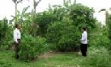 Làm giàu trên đất nghèo