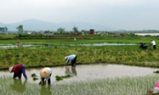Toàn tỉnh: Phấn đấu cấy cơ bản lúa mùa trước 25-7