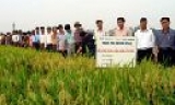 Phát triển lúa lai vụ mùa