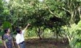 Cây vải thiều ở Châu Phong đang hấp hối ?