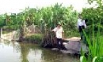 Bắc Ninh xây dựng 1.810 trang trại nông nghiệp