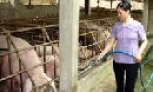 Chủ động ngăn chặn dịch tai xanh tái phát