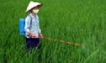 Gia Bình: 80% diện tích lúa mùa được phun thuốc phòng trừ sâu bệnh