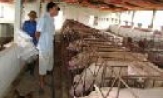 Tiếp tục đẩy mạnh phong trào nông dân sản xuất kinh doanh giỏi