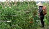 Biện pháp giảm ảnh hưởng của hóa chất tại vùng rau