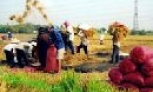 Thủ tướng Nguyễn Tấn Dũng yêu cầu: Tiêu thụ hết lúa hàng hóa, bảo đảm cho người trồng lúa có lãi khoảng 40% trở lên 