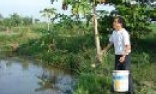 Hiệu quả từ mô hình nuôi tôm càng xanh trên lúa